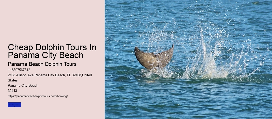 Beach Dolphin Tours