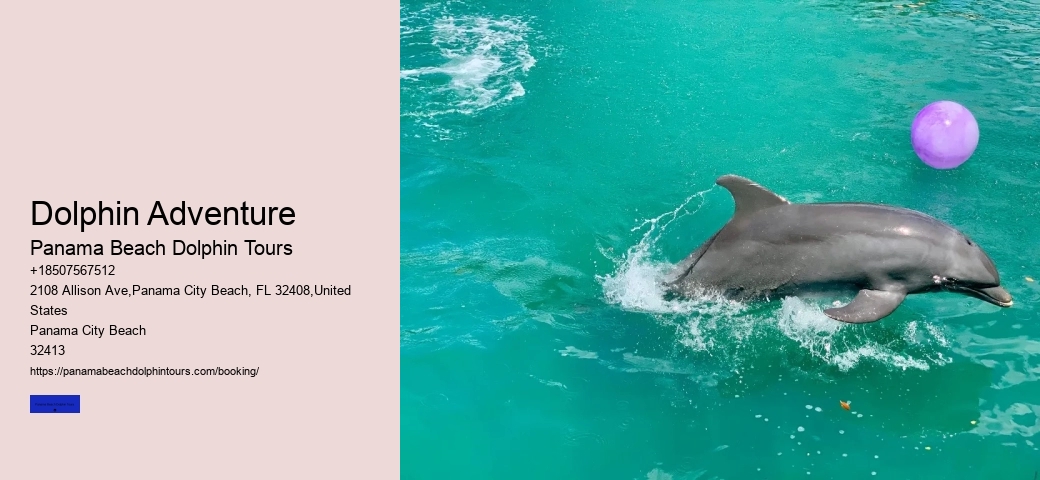 City Beach Dolphin Tours