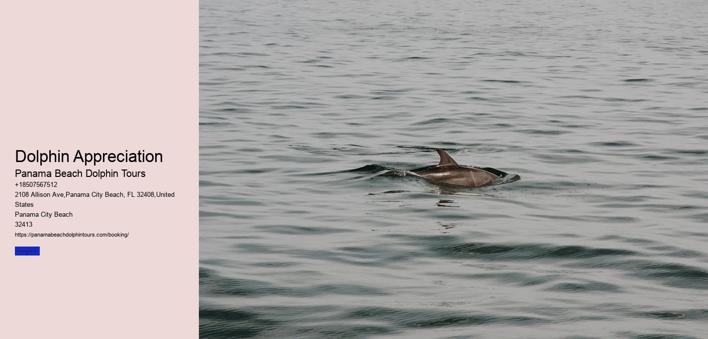 Dolphin Appreciation Panama Beach Dolphin Tours Dolphin Appreciation