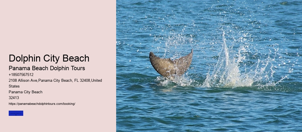 Dolphin City Beach Panama Beach Dolphin Tours Dolphin City Beach