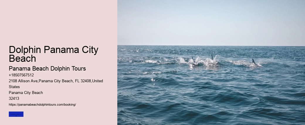 Dolphin Panama City Beach Panama Beach Dolphin Tours Dolphin Panama City Beach