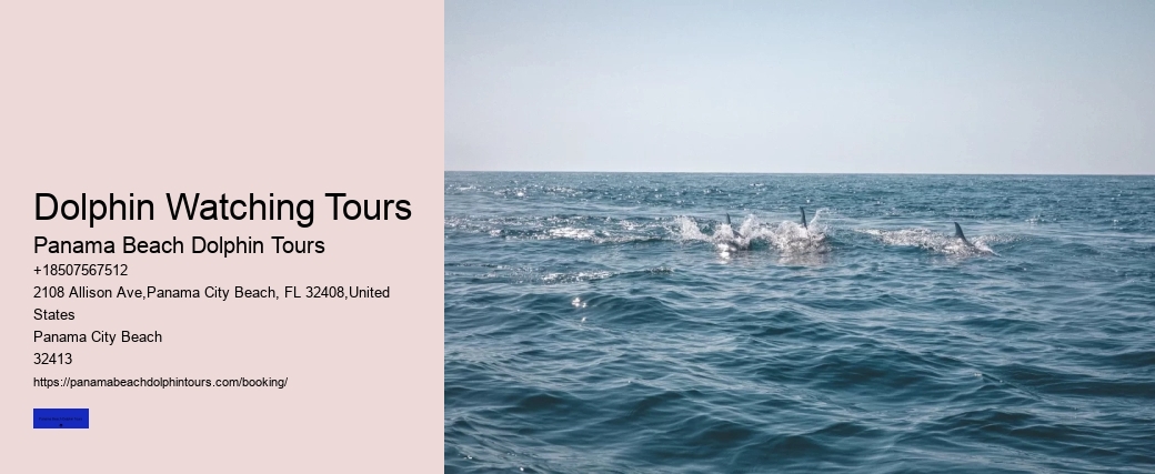 Dolphin Watching Tours Panama Beach Dolphin Tours Dolphin Watching Tours
