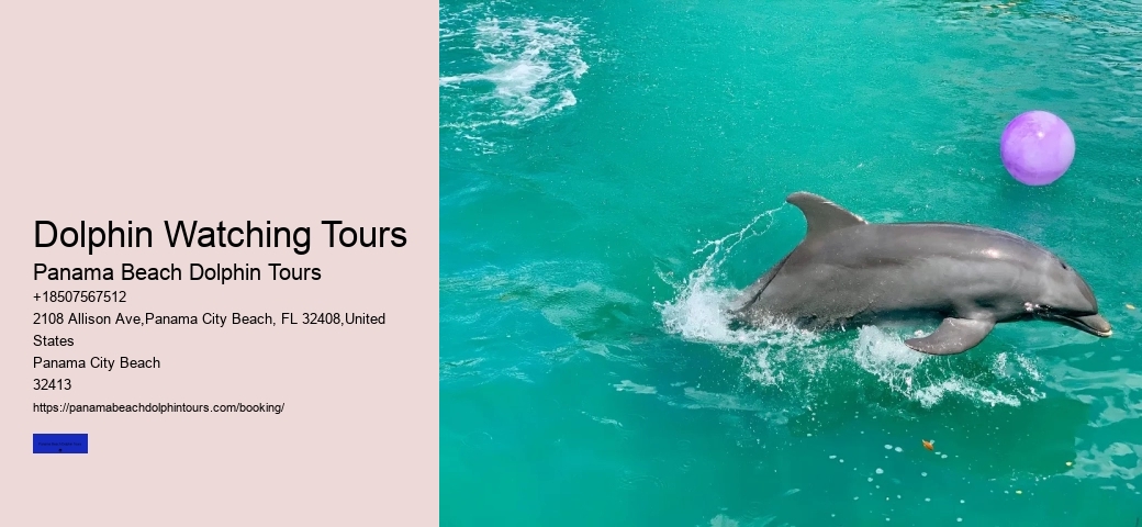 Is It Worth It To Swim With Dolphins