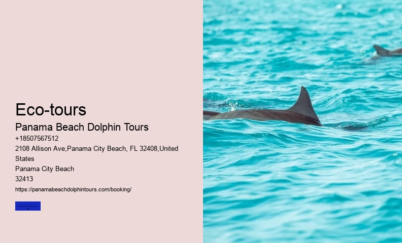 Six Reasons Why You Should Not Swim With Wild Spinner Dolphins