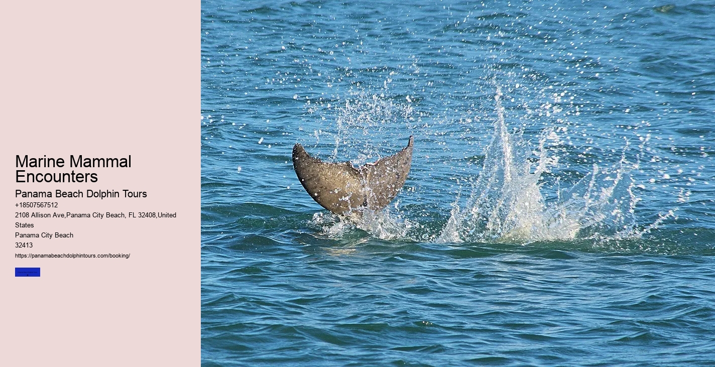 Which Beach Is Best For Dolphin