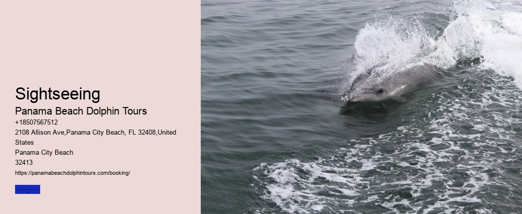 What Month Are Dolphins Most Active In Florida